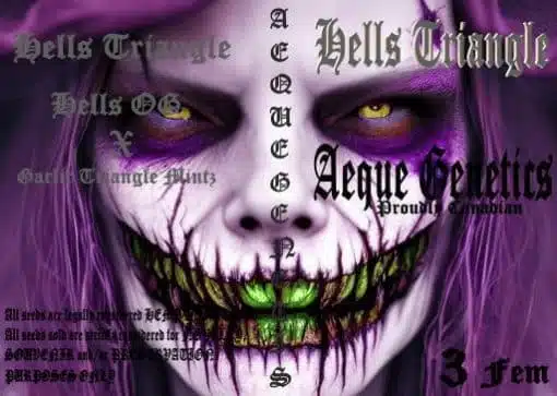 Hell's Triangle | Aeque Genetics | FEM Photoperiod Seeds