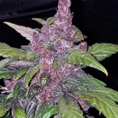 LSD-25 Auto | Fast Buds | FEM Autoflower Seeds