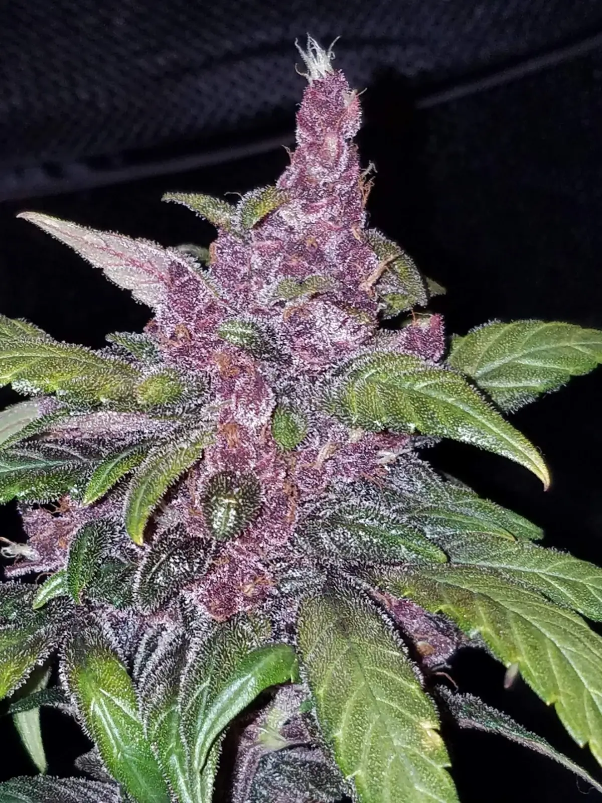 LSD-25 Auto | Fast Buds | FEM Autoflower Seeds