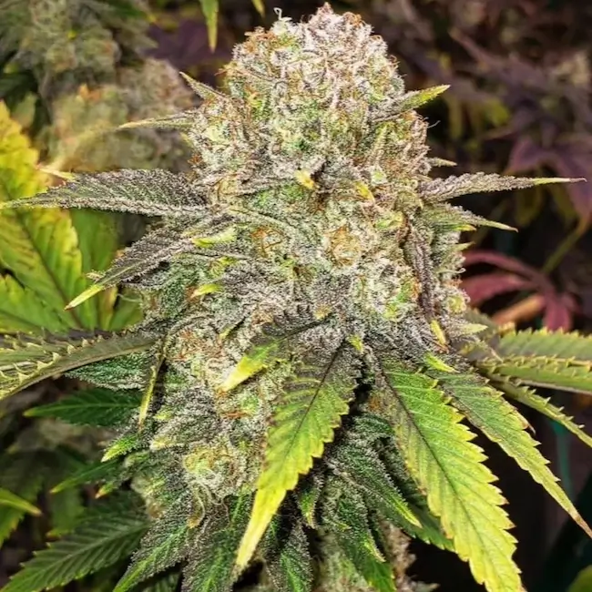 Master Kush RBX | Ethos Genetics | FEM Photoperiod Seeds