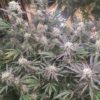 MOONBEAM | MULTIVERSE GENETICS | AUTOFLOWER CANNABIS SEEDS FEMALE - Image 5