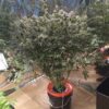 MOONBEAM | MULTIVERSE GENETICS | AUTOFLOWER CANNABIS SEEDS FEMALE - Image 6