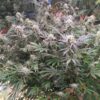 MOONBEAM | MULTIVERSE GENETICS | AUTOFLOWER CANNABIS SEEDS FEMALE - Image 2