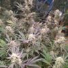 MOONBEAM | MULTIVERSE GENETICS | AUTOFLOWER CANNABIS SEEDS FEMALE - Image 3