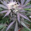 MOONBEAM | MULTIVERSE GENETICS | AUTOFLOWER CANNABIS SEEDS FEMALE - Image 4