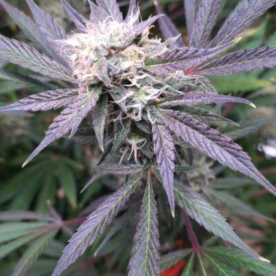 MOONBEAM | MULTIVERSE GENETICS | AUTOFLOWER CANNABIS SEEDS FEMALE