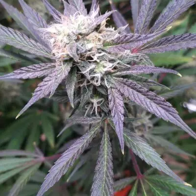 3 Moonbeam Seeds | Multiverse Genetics | FEM Auto