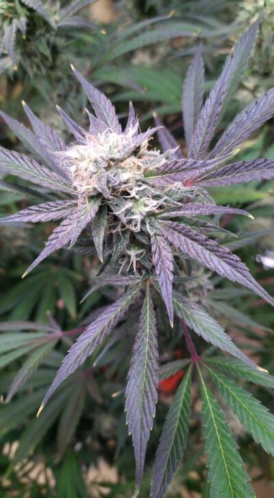 MOONBEAM | MULTIVERSE GENETICS | AUTOFLOWER CANNABIS SEEDS FEMALE