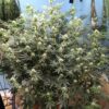 MOONBEAM | MULTIVERSE GENETICS | AUTOFLOWER CANNABIS SEEDS FEMALE - Image 7