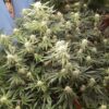 MOONBEAM | MULTIVERSE GENETICS | AUTOFLOWER CANNABIS SEEDS FEMALE - Image 8