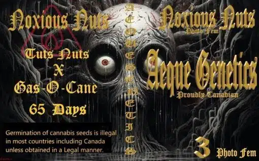 Noxious Nuts | Aeque Genetics | FEM Photoperiod Seeds