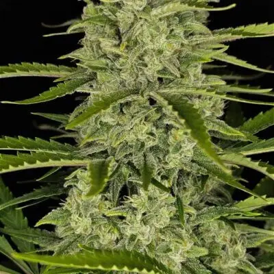 Papaya Cookies Auto | Fast Buds | FEM Autoflower Seeds
