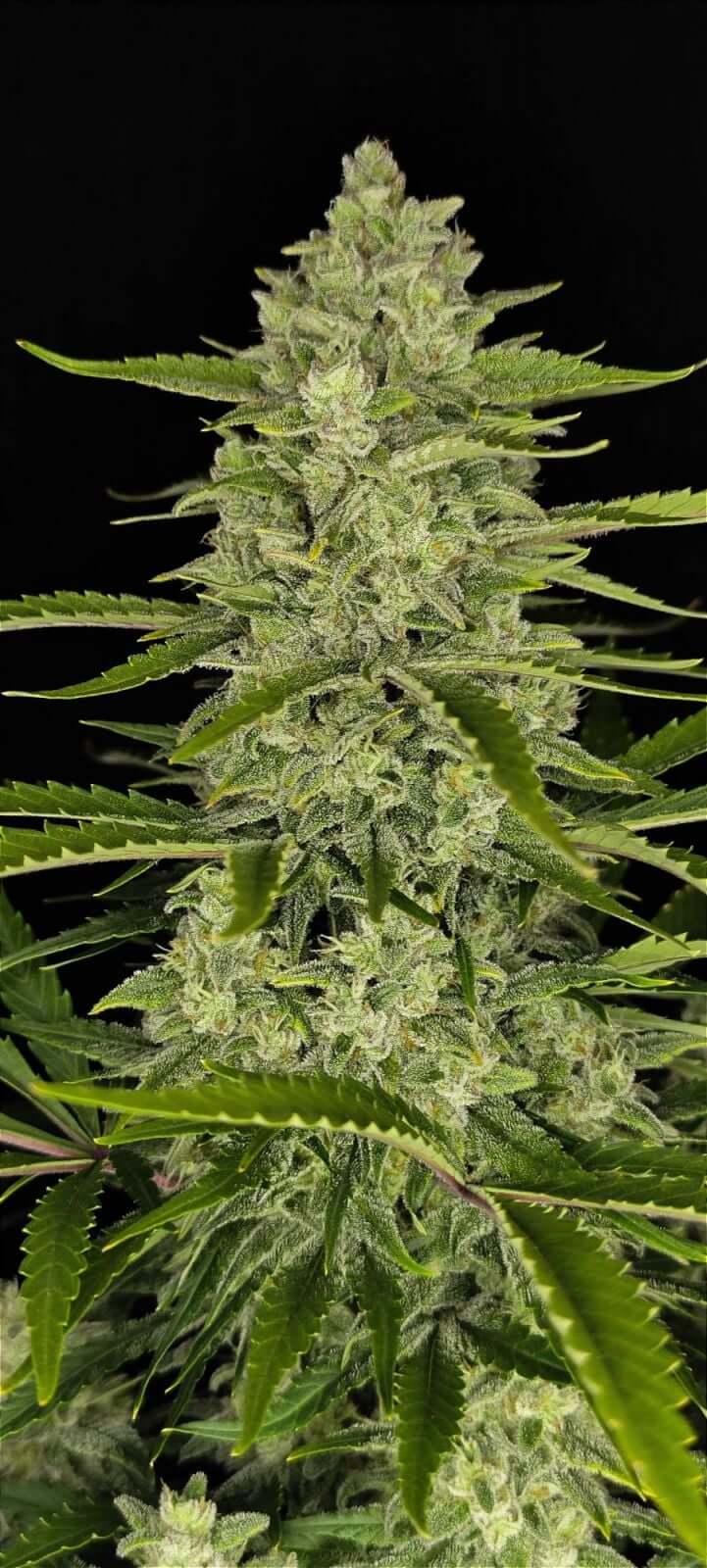 Papaya Cookies Auto | Fast Buds | FEM Autoflower Seeds