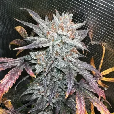 3x Quicksand Cookies Auto | Night Owl Seeds | FEM Autoflower Seeds
