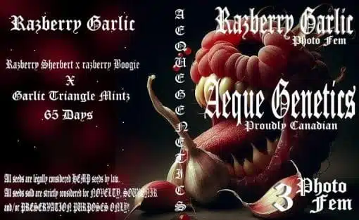 Razberry Garlic | Aeque Genetics | FEM Photoperiod Seeds