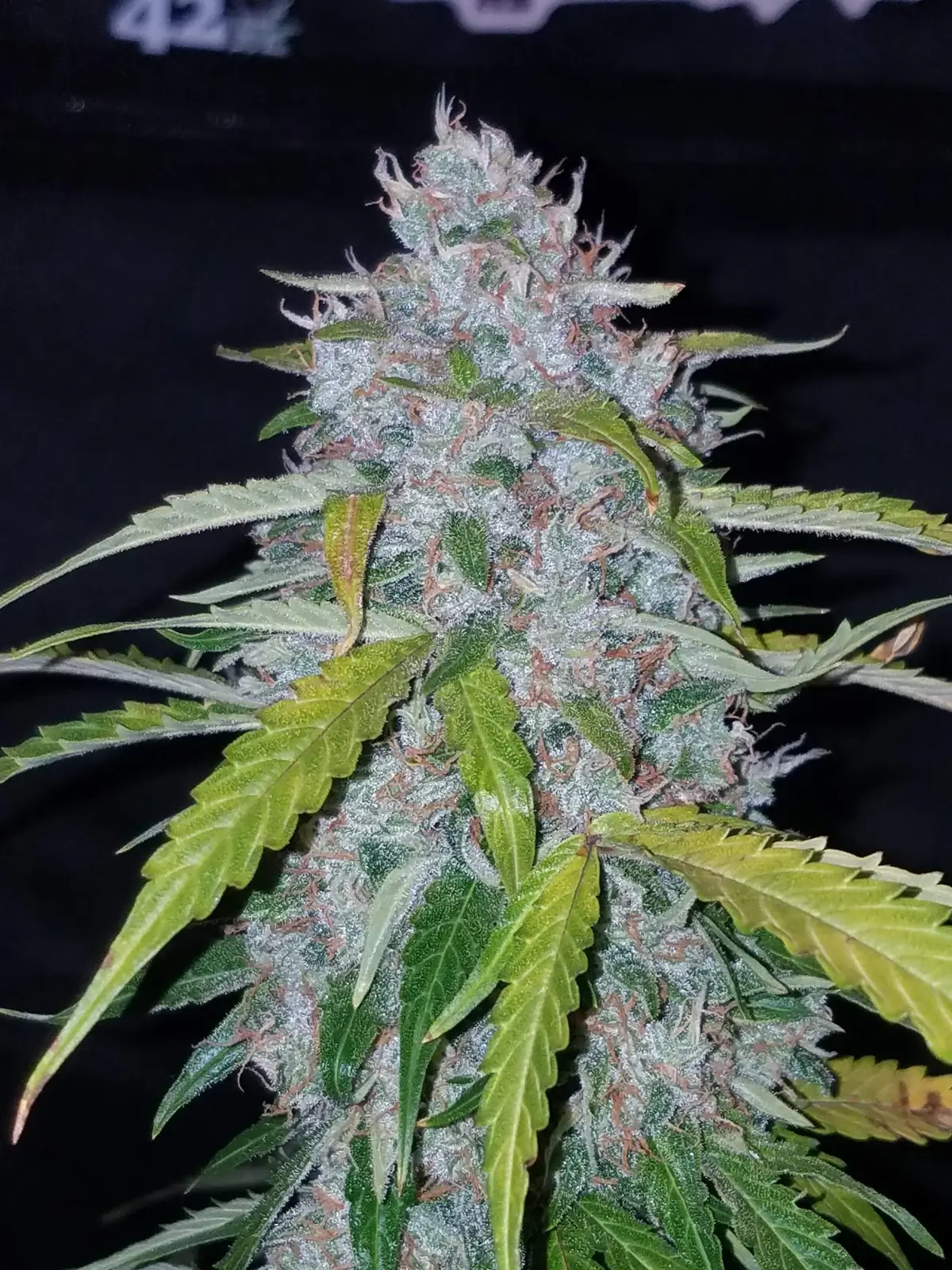 Six Shooter Auto | Fast Buds | FEM Autoflower Seeds