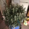 Multiverse Genetics- Solar Flare Strain - Auto Fem - Image 2