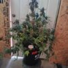 Multiverse Genetics- Solar Flare Strain - Auto Fem - Image 3