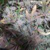 Multiverse Genetics- Solar Flare Strain - Auto Fem - Image 4