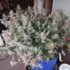 Multiverse Genetics- Solar Flare Strain - Auto Fem - Image 5