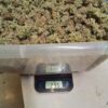 Multiverse Genetics- Solar Flare Strain - Auto Fem - Image 6