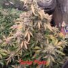 Multiverse Genetics- Solar Flare Strain - Auto Fem - Image 7