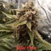 Multiverse Genetics- Solar Flare Strain - Auto Fem - Image 8