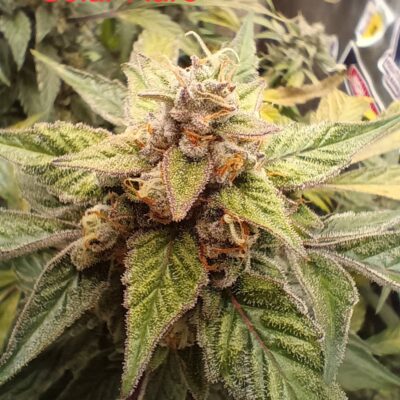 SOLAR FLARE | MULTIVERSE GENETICS | AUTOFLOWER CANNABIS SEEDS FEMALE