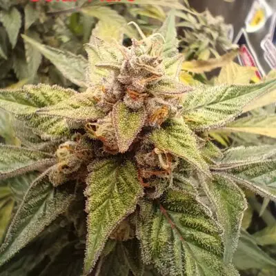 Strawberry Cough Auto