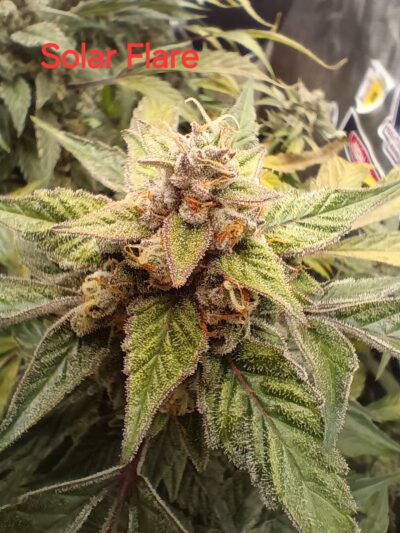 SOLAR FLARE | MULTIVERSE GENETICS | AUTOFLOWER CANNABIS SEEDS FEMALE
