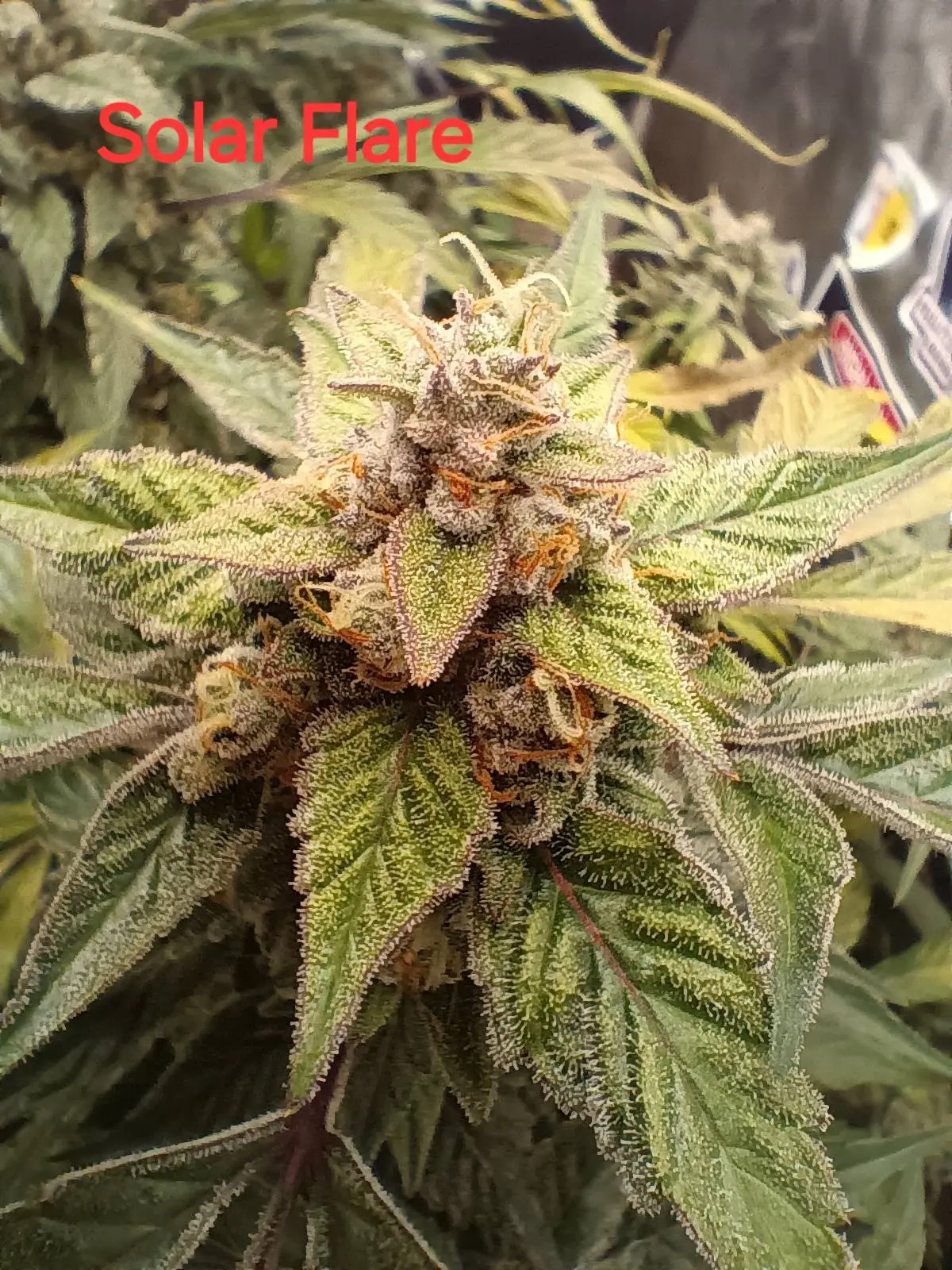 3 Solar Flare Seeds | Multiverse Genetics | FEM Auto