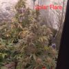 Multiverse Genetics- Solar Flare Strain - Auto Fem - Image 10