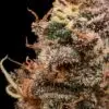 Sour Cherry Diesel