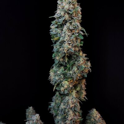 Original Sour Diesel Auto | Fast Buds | FEM Autoflower Seeds
