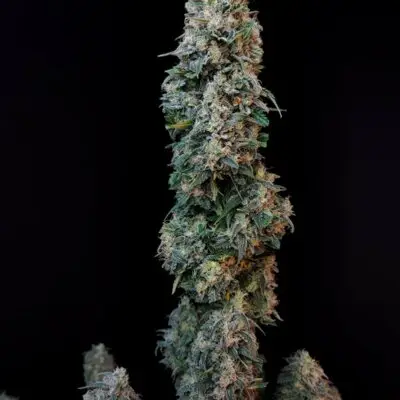 Original Sour Diesel Auto | Fast Buds | FEM Autoflower Seeds