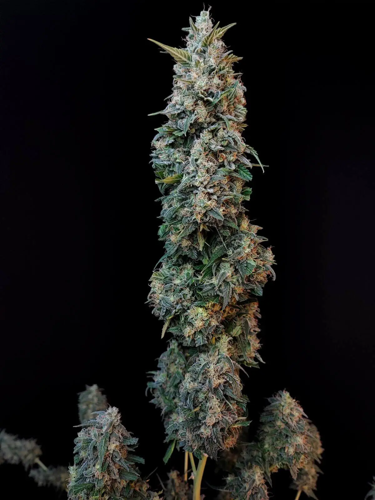Original Sour Diesel Auto | Fast Buds | FEM Autoflower Seeds