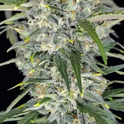 Sour Jealousy Auto | Fast Buds | FEM Autoflower Seeds