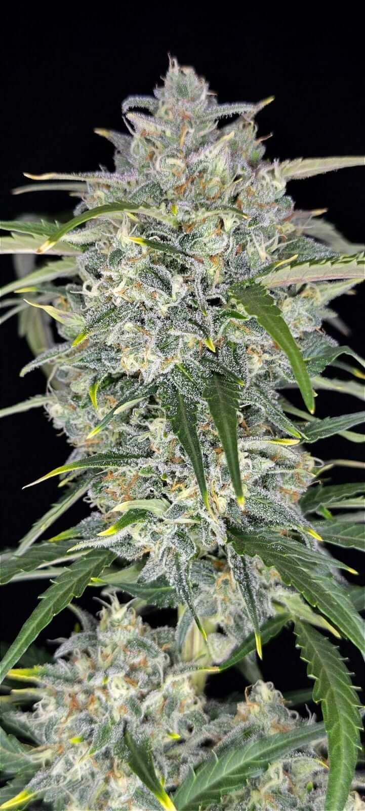 Sour Jealousy Auto | Fast Buds | FEM Autoflower Seeds