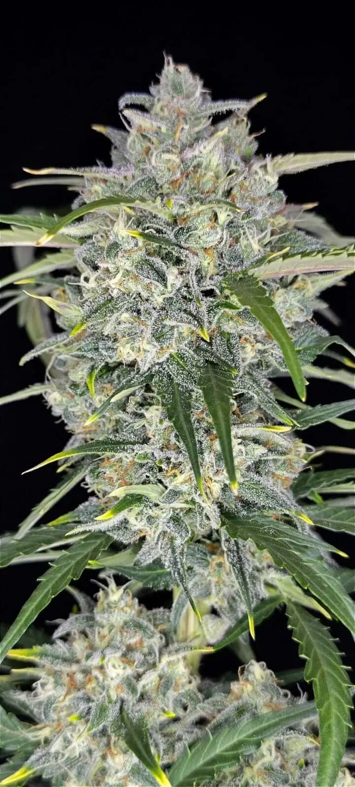Sour Jealousy Auto | Fast Buds | FEM Autoflower Seeds