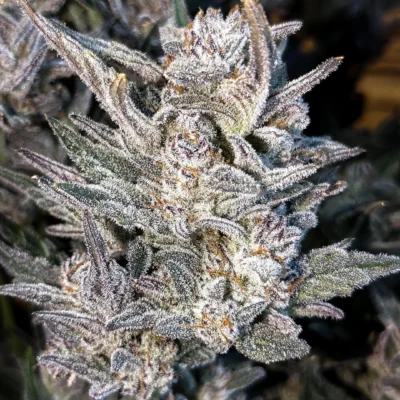 3x Strawberry Milk & Qookies F2 Auto | Night Owl Seeds | FEM Autoflower Seeds