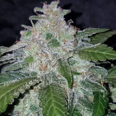 Tangie 'Matic Auto | Fast Buds | FEM Autoflower Seeds