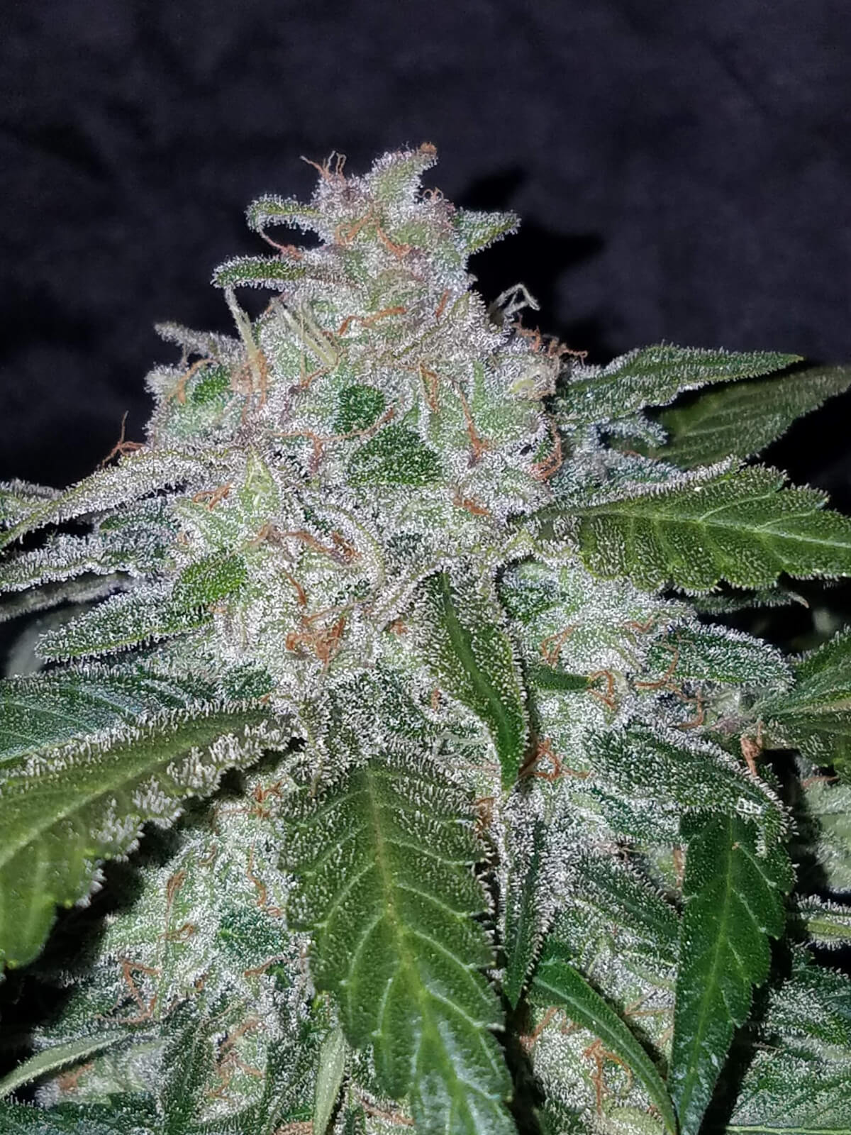 Tangie 'Matic Auto | Fast Buds | FEM Autoflower Seeds