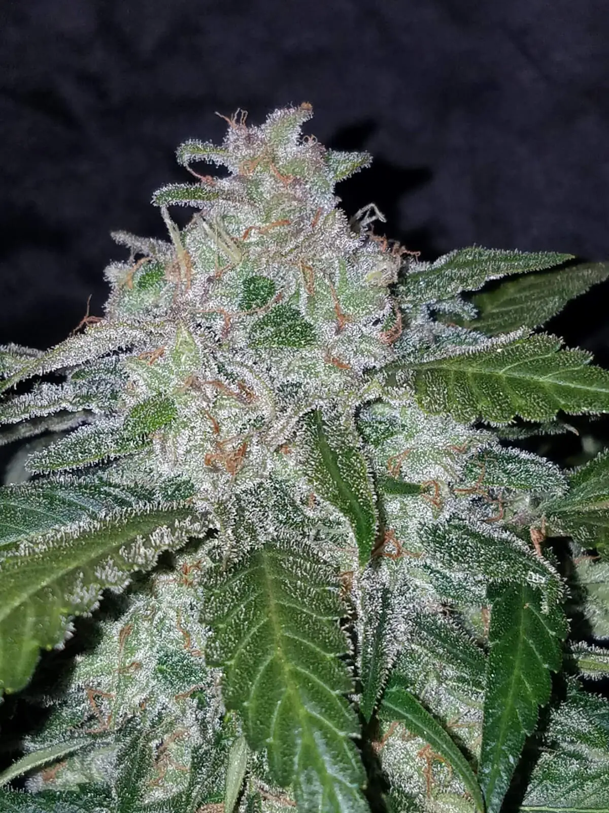 Tangie 'Matic Auto | Fast Buds | FEM Autoflower Seeds