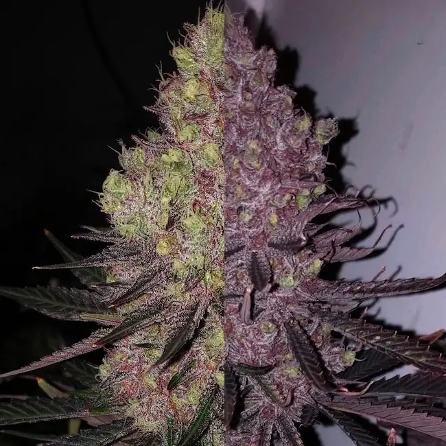 Trop Cherry Duet Strains | Ethos Genetics | FEM Photoperiod Seeds