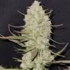 Tropicana Cookies