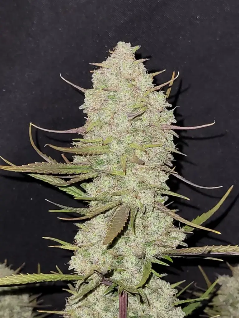 Tropicana Cookies Auto | Fast Buds | FEM Autoflower Seeds