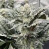 TWILIGHT PRINCESS | MULTIVERSE GENETICS | PHOTOPERIOD CANNABIS SEEDS FEMALE - Image 2