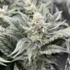 TWILIGHT PRINCESS | MULTIVERSE GENETICS | PHOTOPERIOD CANNABIS SEEDS FEMALE - Image 3