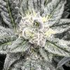 TWILIGHT PRINCESS | MULTIVERSE GENETICS | PHOTOPERIOD CANNABIS SEEDS FEMALE - Image 4