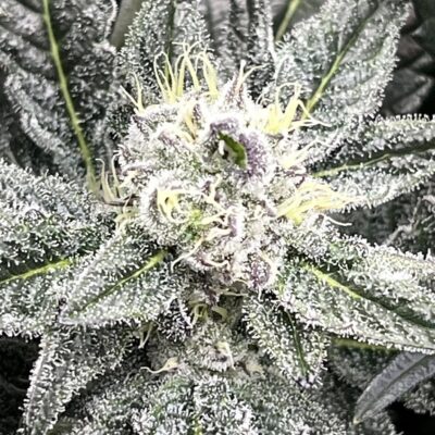 TWILIGHT PRINCESS | MULTIVERSE GENETICS | PHOTOPERIOD CANNABIS SEEDS FEMALE
